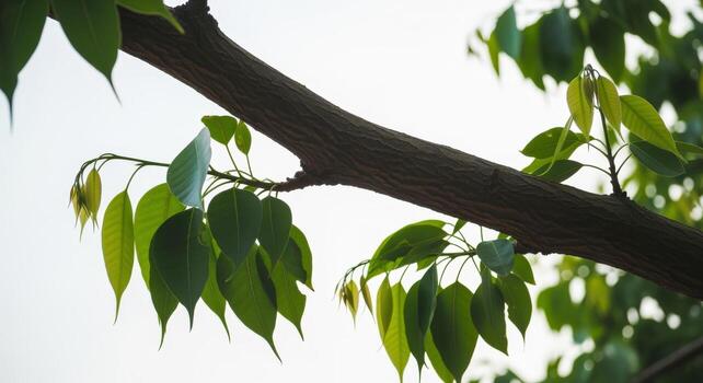Emerging Green Leaves on Branch Against Bright Sky New Growth and Springtime Renewal photo