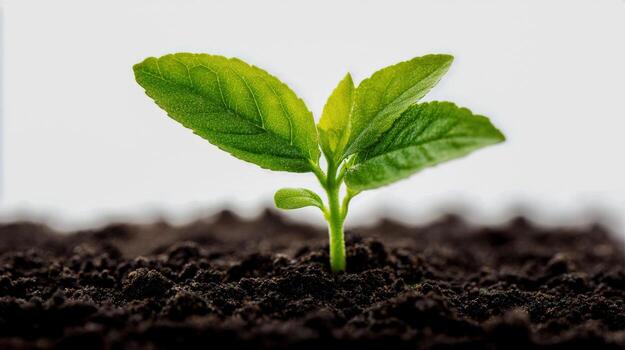 Young Sprout Emerging from Soil Growth, New Beginnings, and Environmental Concepts Stock Image photo