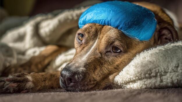 Sad Dog with Compress on Head, Recovering from Illness Under Blanket Feeling Unwell photo