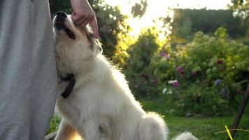 hund följer dess mästare instruktion till sitta, och är sedan kärleksfullt strök som en tecken av uppskattning för dess efterlevnad, i en parkera badade i de gyllene glöd av de miljö Sol. video