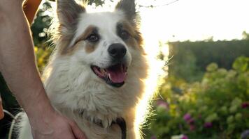 medium skott fångar öm mänsklig samspel med Lycklig hund utomhus, var ljus solljus skapar lysande kanter runt om djurs tjock päls, och synlig saliv droppar från flämtande tunga som hund slickar mun på grund av till hög temperatur. video