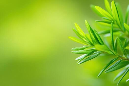 Green spruce tree with leaves on a green background photo