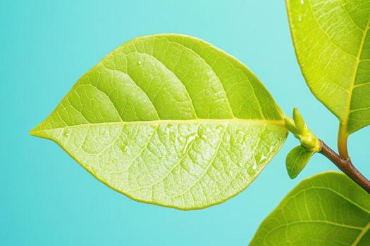 A close up of a leaf on a tree branch photo