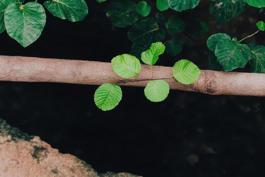 Green leaves thriving on a branch in a lush environment with dark backdrop photo