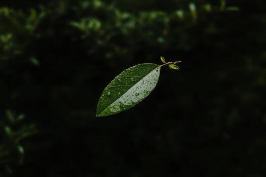 Leaf suspended in dark green background showcasing nature's intricate details photo