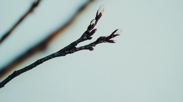 Spring buds emerge on a branch against a soft background photo