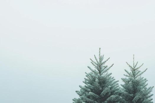 Winter trees in a misty landscape at dawn with a serene atmosphere photo
