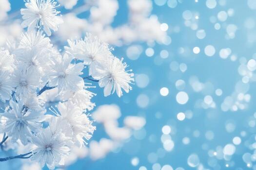 Blossoming white flowers against a soft blue background with bokeh effect photo