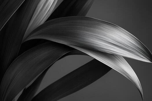 Abstract close-up of elegant foliage in black and white expression photo