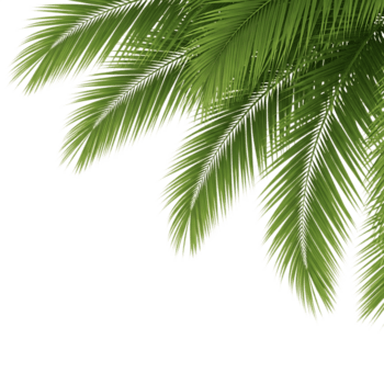 palm bladeren geïsoleerd Aan transparant achtergrond creëren een tropisch en exotisch atmosfeer, perfect voor toevoegen een tintje van paradijs naar ieder ontwerp project png