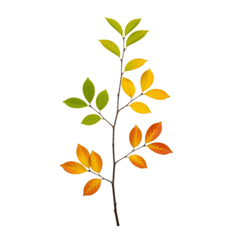 isolerat på transparent bakgrund, en gren med löv övergång i Färg från grön till gul till orange, fångande de väsen av höst png