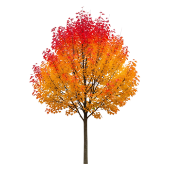 A vibrant maple tree in full autumn foliage isolated on transparent background, displaying a stunning array of red, orange, and yellow leaves png
