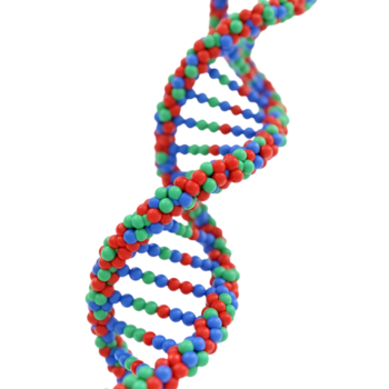 3d representación de un adn doble hélice estructura con vistoso rosario representando nucleótidos aislado en transparente antecedentes png