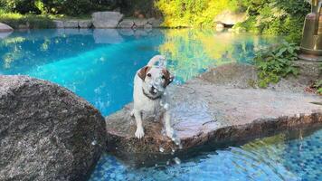 lekfull hund utforskar klippig kant av lugn slå samman, försiktigt navigerande vattnen kant medan omgiven förbi frodig grönska och vibrerande reflektioner, visa upp glad nyfikenhet och äventyr video