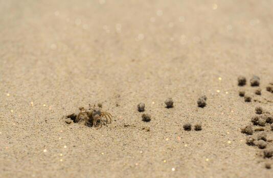 Sea crabs, beach crabs, digging holes on the beach, nature and ecology. symbol of relaxation summer vacation photo