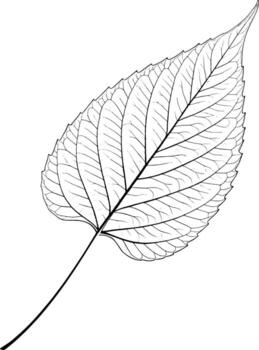Detailed skeleton of a leaf with intricate vein patterns, isolated on a white background vector