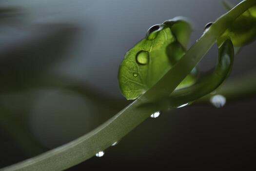 brillante agua gotas en verde césped, minimalista fondo, macro fotografía foto