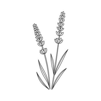Minimalist simple modern backdrop design element featuring delicate lavender stems and leaves vector