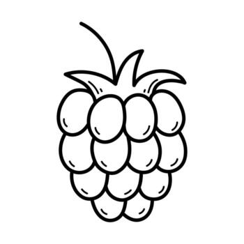 Raspberry. Hand drawn sketch icon of berry. Isolated illustration in doodle line style. vector