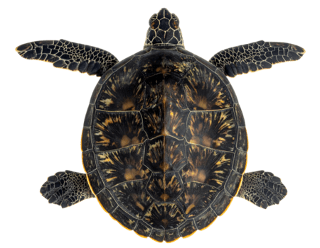 hav sköldpadda topp se som visar rygg- skal ryggsköld mönster och simfötter på isolerat bakgrund png