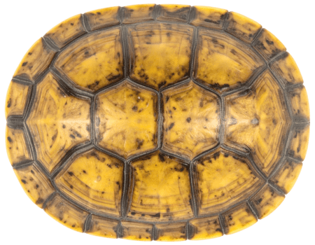 sköldpadda skal plastron undersida närbild som visar gul scutes mönster och skyddande plattor på isolerat bakgrund png