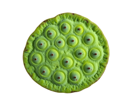 verde loto seme baccello superiore Visualizza con visibile incorporato semi e Favo struttura nel un' il giro disco modulo su isolato sfondo png