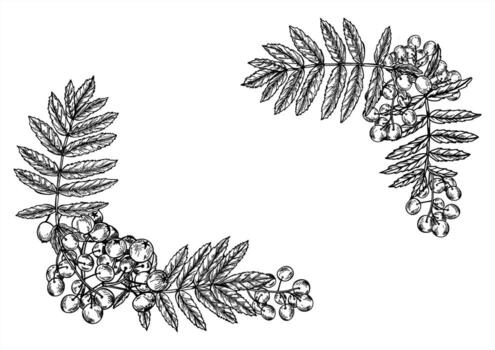 horizontal marco de monocromo serbal bayas manojo con hojas con Copiar espacio para texto. mano dibujado montaña ceniza baya lineal dibujo. otoño cosecha frontera para vitamina bebida etiqueta vector