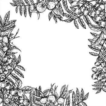 cuadrado frontera de monocromo otoño maduro salvaje bayas en rama con hojas con Copiar espacio para texto. serbal y Rosa cadera planta aislado lineal dibujo. montaña ceniza y perro Rosa bayas marco vector