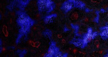 astratto particella matrice blu e rosso dati flusso animazione video