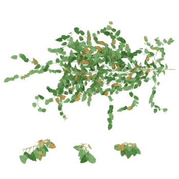 3D rendering of various creeper plants isolated on transparent background from the top view png