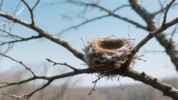 Bird Nest Resting on a Tree Branch Under a Clear Sky During Early Springtime photo