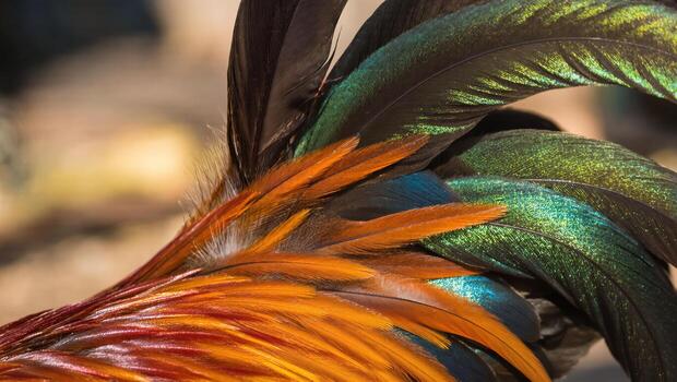 Vibrant Feathers of a Tropical Bird Showcasing Intricate Patterns and Colors in Natural Light photo