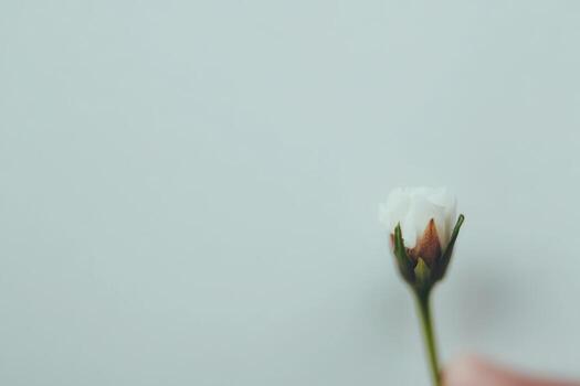 Flower bud held against a plain background in soft lighting photo