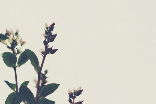 Delicate flowers emerge against a soft background in a serene setting photo