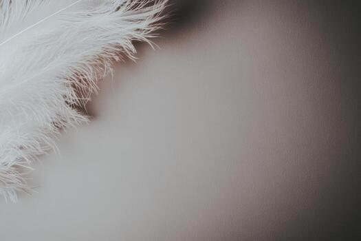 White feather resting on a smooth surface in natural light photo