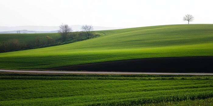 Rolling green hills with solitary tree in the distance on a sunny day photo