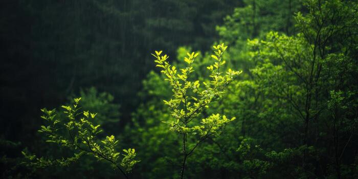 Moist green foliage illuminated by soft light in a tranquil forest setting photo