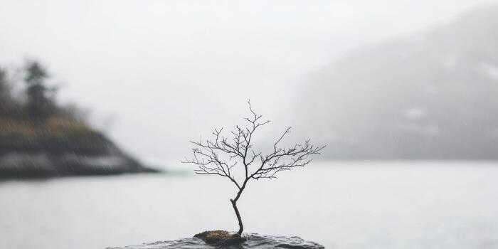 Small lone tree stands on rock beside foggy calm water in tranquil setting photo