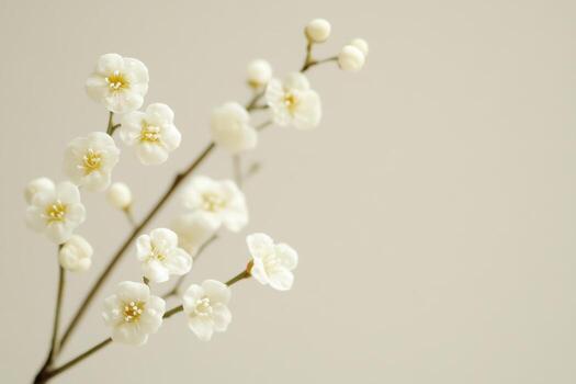 Delicate white flowers bloom on a slender stem against a soft backdrop photo