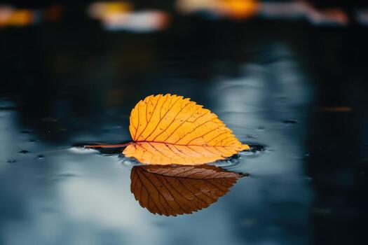Golden leaf floating on calm water surface during autumn rain photo