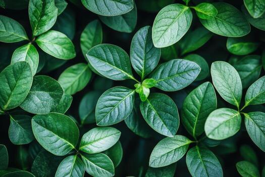 Lush green leaves create a vibrant natural backdrop in a close-up view photo