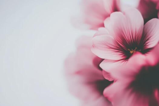 Pink flowers with soft focus against a blurred background in spring photo