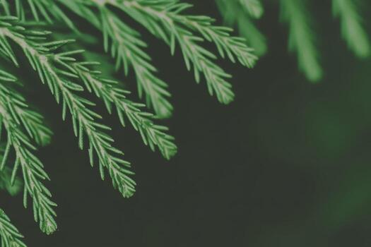 Close-up view of green coniferous leaves in a tranquil forest setting photo