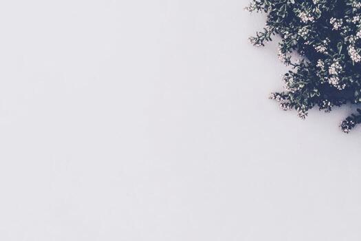 Beautiful greenery and delicate flowers on a plain background create tranquility photo