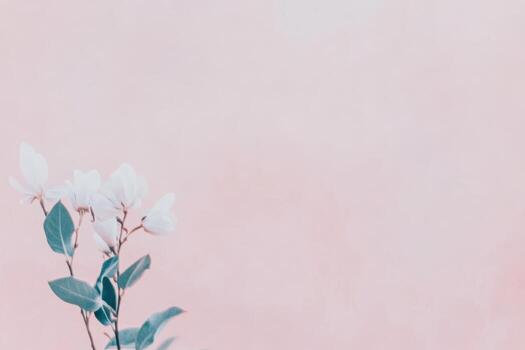 Delicate white flowers against a soft pink background in a serene setting photo