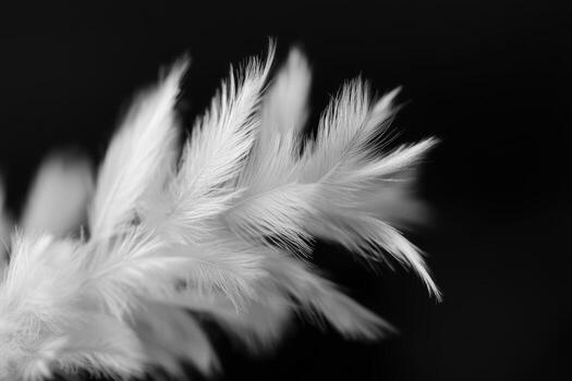 Soft white feathers in a delicate arrangement against a dark background photo