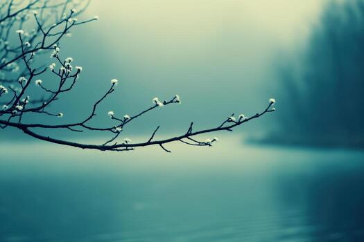 Misty morning by the lake with branches and budding flowers in spring photo