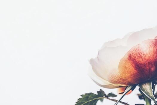 Beautiful flower bloom against soft background in natural light setting photo