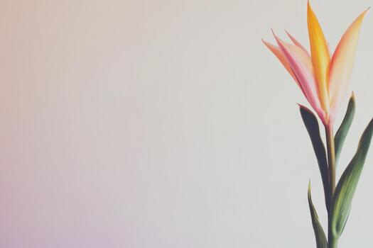 Bright and colorful flower against soft background in indoor setting photo