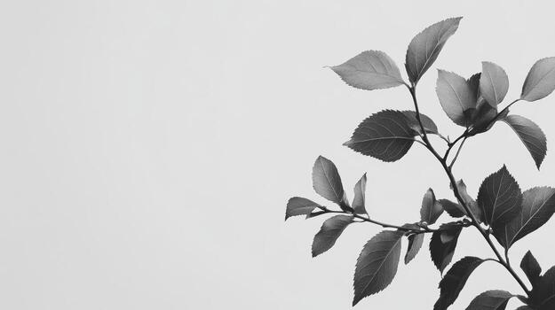 Elegant black and white image of leaves against a plain background photo